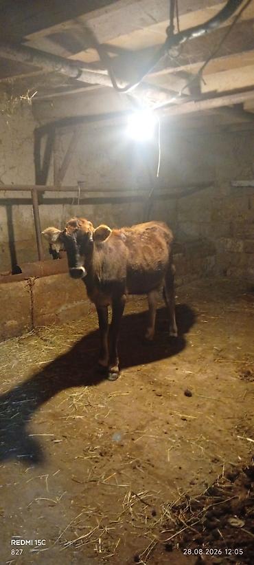 tap az itler kangal: 1ci balasıdi dişi bala 5litrdən çox süd verib indi balası böyüyüb deyə — 6