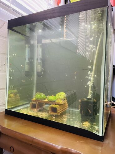 akvarium qızdırıcı: Salam krivetk akvarium satilir Krivetka artim akvarimum her olcude var