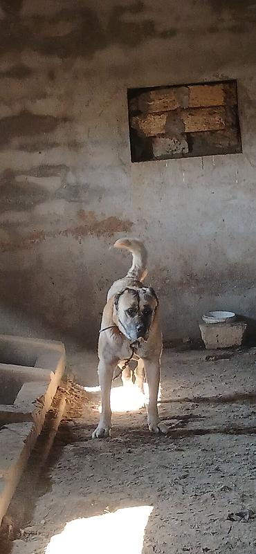 İtlər: Kanqal, 4 il, Erkek — 6