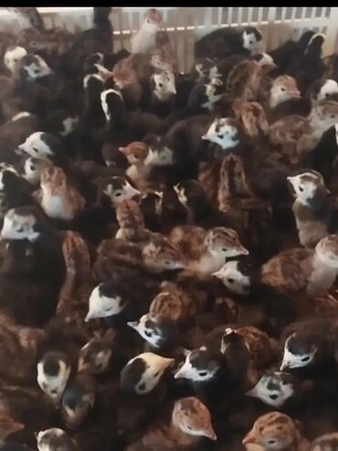 Digər quşlar: Hunduşka balası qiymət 5 manat çatdırılma pulsuzdur bütün rayonlara