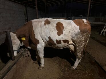 корм токмок: Продаю | Корова (самка), Тёлка | Для разведения | Племенные