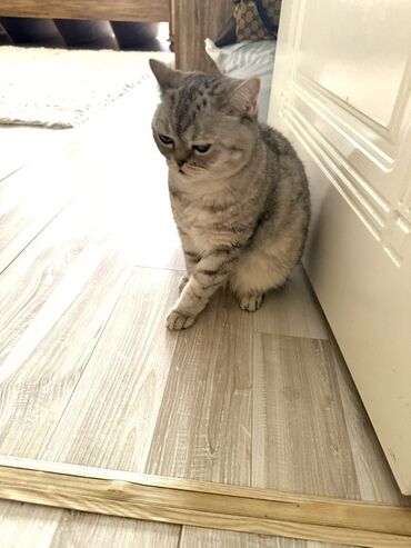 домик для котят: Породистая домашняя кошка с характерной серебристой шиншилловой