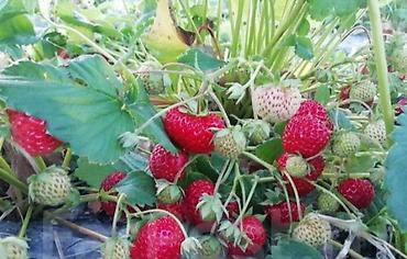 мандарины цена: Продаю росаду клубнику чёрный принц Мице Шиндлер сорт очень реткй вкус — 4