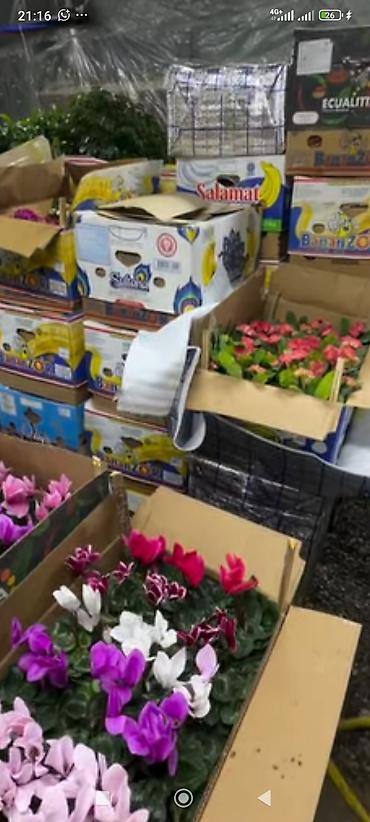 Другие комнатные растения: ОПТОМ Цикламен в горшке — комнатное цветущее растение. Описание: - — 8