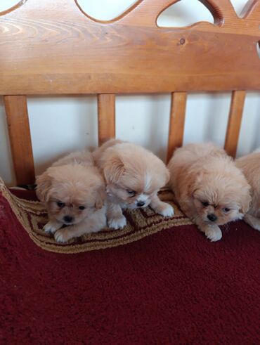 İtlər: Pekines — 6