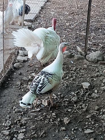 Индюки: Продаю | Индюшка (самка), Индюк (самец) | Полукровка | На забой, Для разведения | Племенные — 3