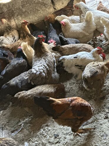 песок для животных: Домашние куры и петухи