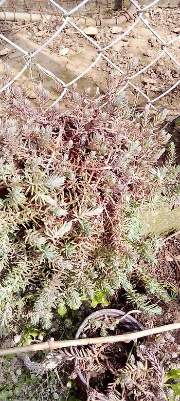 Ostale kućne biljke: Sobne i ukrasne biljke u saksijama – više vrsta - Syngonium — 7