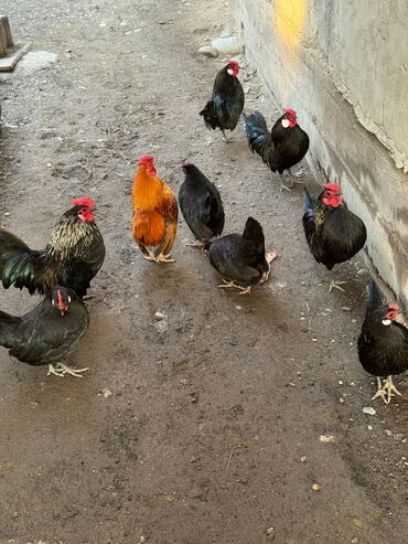 Куры, петухи: Продаю | Куры, Петух — 2