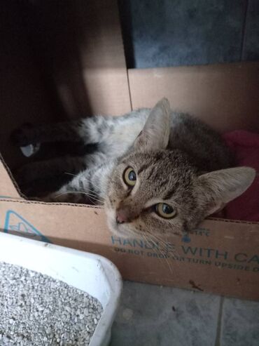 Mačke: Mace HITNO trazi dom Mace zensko, staro oko 3 meseca, spaseno sa ulice
