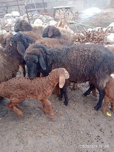 Баран, овца: Продаю | Баран (самец) | Для разведения | Матка — 14
