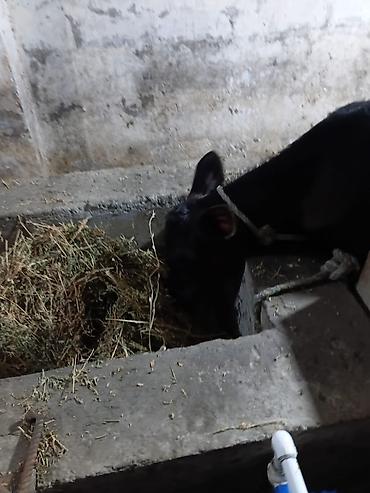 Inəklər, öküzlər: Südlük inək – 4 baş - Cins: qarışıq südlük (qara-ağ və ağ-qəhvəyi — 7