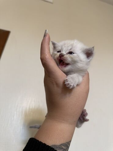 Pişiklər: Şotland — 6