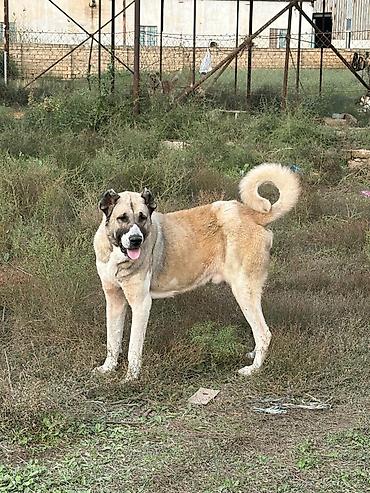 i̇t pudel: Qurdbasar, 3 il, Erkək, Peyvəndli, Rayonlara çatdırılma — 3
