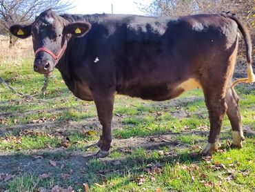 Коровы, быки: Продаю | Тёлка | Швицкая, Симментальская | Для молока | Стельные, Искусственник, Нетель