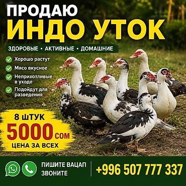 Индоутки (мускусные утки) - Домашние, здоровые и активные - Хорошо