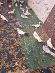 quş yuvaları: 4 manat Təsvir: - Növlər: müxtəlif rəng və naxışlarda ev/oyun