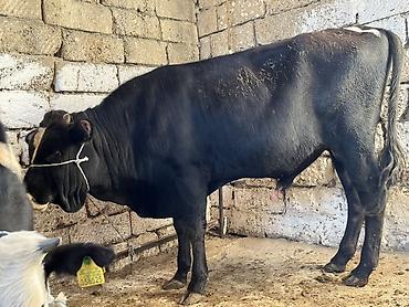 yerli qaz: Satılır: Qara-ağ rəngli inək - Məhsul növü: Mal-qara, inək - Rəng — 7