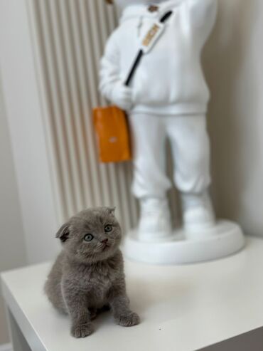 сколько стоит вислоухий котёнок: Скотиш Фолд (Шотландская вислоухая), 2 месяца, Мальчик, Серый, Приучена к лотку, Проглистована