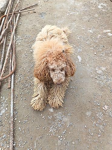 it davalari: Pudel — 2
