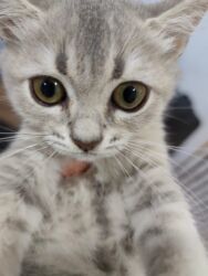 русская голубая кошка цена: Şinşilla, Erkək, Yaxşı əllərə, Ödənişli çatdırılma