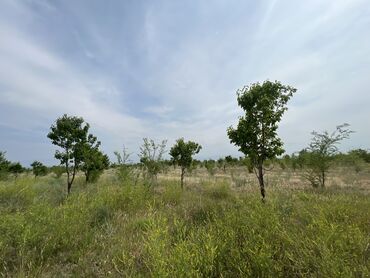 Сельхоз предприятия: Продаю Питомник растений, 1000 соток, Действующий, Без оборудования, Скважина, Холодная вода, Электричество — 9