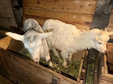 Козы, козлы: Продаю | Козлёнок | Для разведения — 2