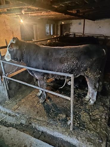 Коровы, быки: Продаю | Бык (самец) | На откорм | Привязанные — 13