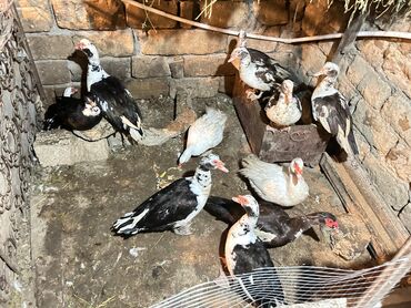 Ördəklər: Muscovy (hind) ördəkləri – qarışıq rənglərdə sürü - Növlər — 7