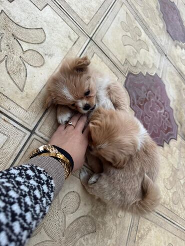 İtlər: Pekines, 2 ay — 18