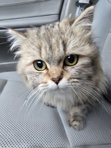 Pişiklər: Şinşilla, Dişi, Ünvandan götürmə — 4