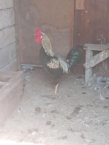 quş satışı: Təcili xoruz satılır 35 azn real alıcıya endirim olunacaq 🐓 — 2