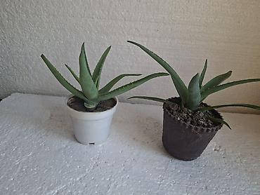 bamiyə bitkisi: Aloe vera saksı bitkiləri - Növ: Aloe vera (sukulent) - Sayı: 2 ədəd — 1