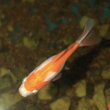 Рыбы: ЗОЛОТЫЕ РЫБКИ 

5-8 сантиметров 
150 сом одна рыбка
р. Ново-Покровка — 7