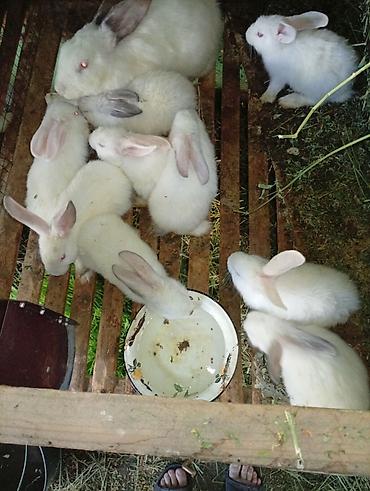 вязка коты: Продаю | Крольчата | Для разведения — 4