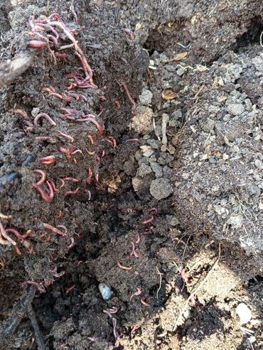 диваны в бишкеке фото цены: Компостные черви (вермикультура) в питательном субстрате. - Вид