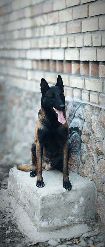 Вязка собак: Вязка: Бельгийская овчарка, Самец, 3 года, С прививкой, С родословной — 4