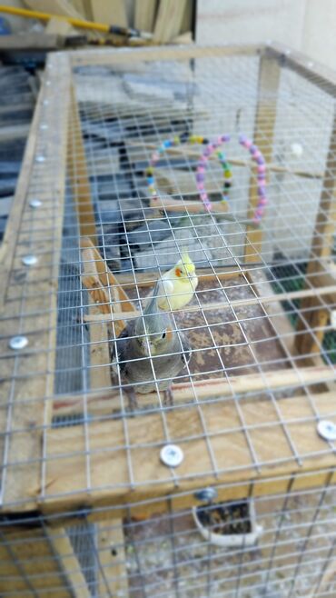 Tutuquşları: 2 disi 1 ərkek 1 yaşları var qefesle bir yerdə satılır qəfəsin uzunu — 11