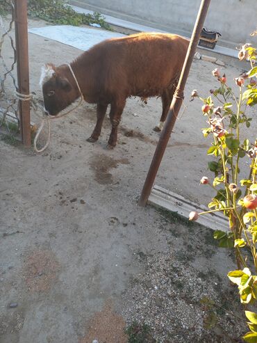 cins inekler azerbaycanda: Самец, лет: 1, Для мяса