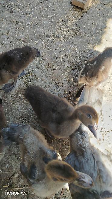ordek qiymetleri: Lal ördək balalari qara zümrüd krasnadar macar lavanda 7 gündən 3 aya — 9