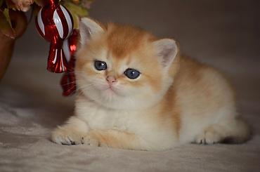 Pişiklər: Qızıl şinşilla, Erkək, Dişi, Ünvandan götürmə — 9