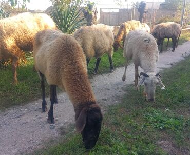 Gəmiricilər: Dişi, il: 4, Damazlıq, Südlük, Ətlik, Ödənişli çatdırılma