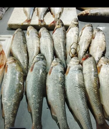 Balıq və dəniz məhsulları: Siyezen deniz baliqi optavoy ve tek tek Bakida istenilen yere — 7