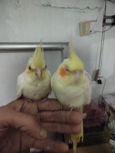 Tutuquşları: Məhsul: Nimfa (Cockatiel) tutuquşuları – ağ-sarı rəngli, yanaqlarda — 1