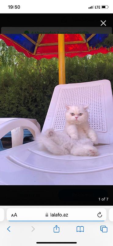 pişik pers: Şotland uzun tüklü, Erkək, Cütləşmə üçün — 1