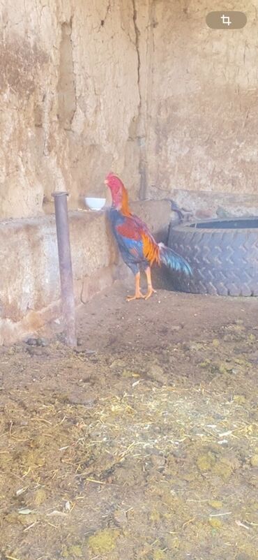 Куры, петухи: Продаю | Петух | Для разведения — 1