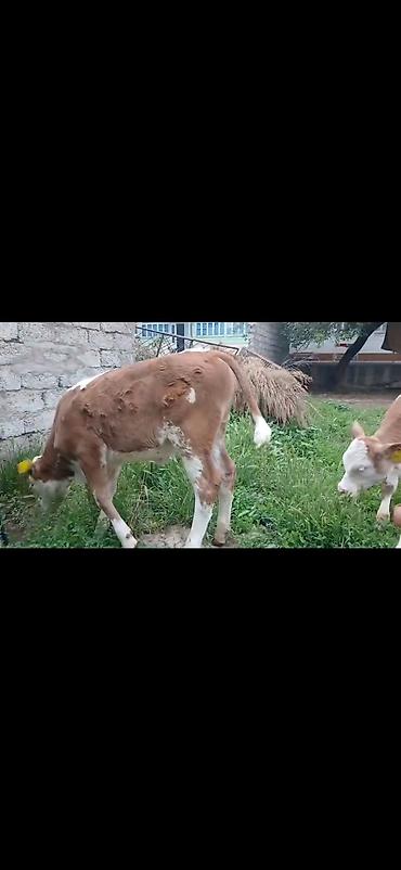 Dana, buzov: Satışda: simmental tipli erkək buzovlar - Rəng: ağ-qəhvəyi ləkəli - — 9