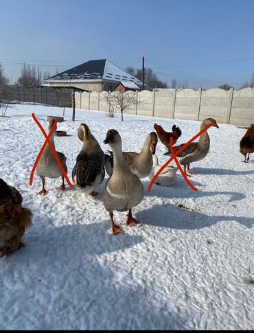 домик для волнистых попугаев: Продаю. 3 гусака