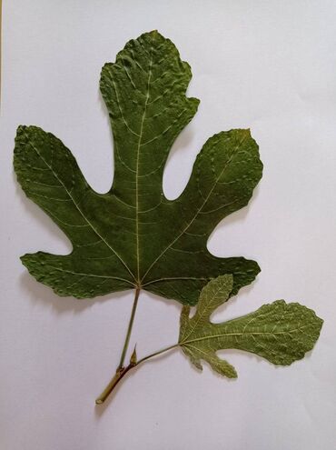 Ostali predmeti za umetnost i kolekcionarstvo: Herbarijumi za fakultete, srednje i osnovne škole -NOVO Ispresovane — 4