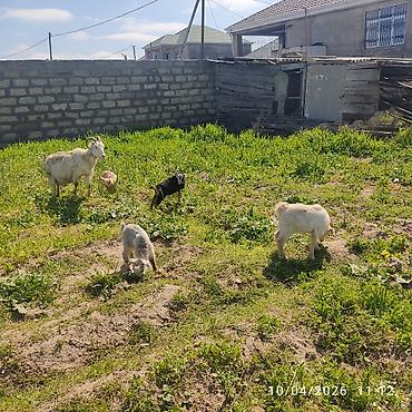 Keçilər, çəpişlər: - Ana bala keçi dort balasi var üçü erkey biri disididi cins heyvandi — 2